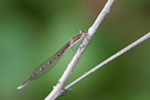Sympecma fusca